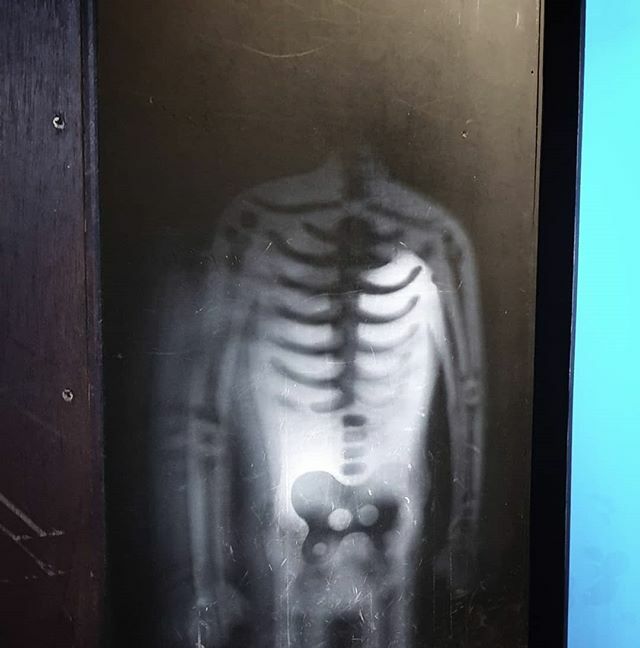 David_Mann_DM's tweet photo. #skeleton #shadows #seethroughme

#familyfun 
#aquarium 
#sealifecentre #scarborough https://t.co/m4mOxXhOo1 https://t.co/n8AQzzvLL8