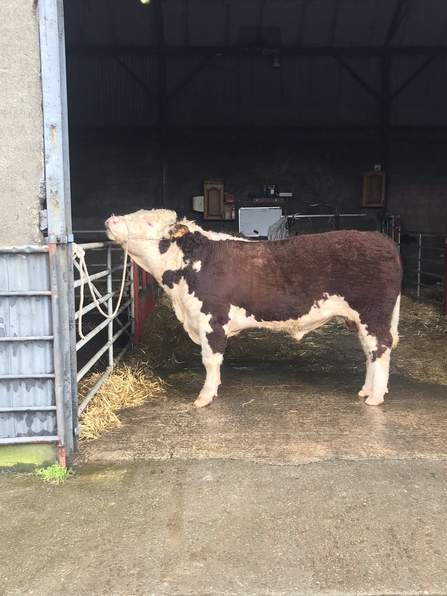 PadraicMckenna's tweet photo. This young bull was delivered to a local dairy farmer today. https://t.co/v3rngYsaYl