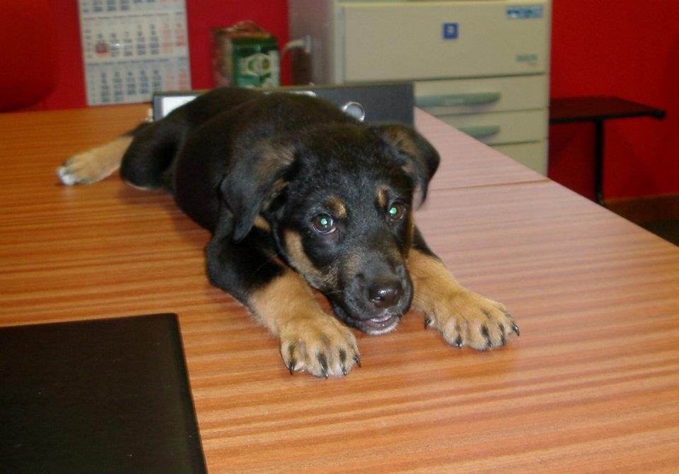 harbourness's tweet photo. From 11 weeks to 11 years ~ then in the blink of an eye she was gone.
"Coorie Doon" 4 Oct 2005 ~ 15 Mar 2017
Memories of once being owned by a #Huntaway https://t.co/4LbSg7Wfhy