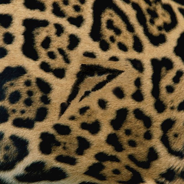 MedellinStyle's tweet photo. #FDM221 🐆 ғᴇʙʀᴇʀᴏ 19 20 21 . 2021
@freedommedellin 💓 
@plazamayormed 
#concienciasinlimites 🧠⚡️👽

📸 https://t.co/0fxprhiSCa via https://t.co/jwQbOEisem https://t.co/dI92pvWx7K