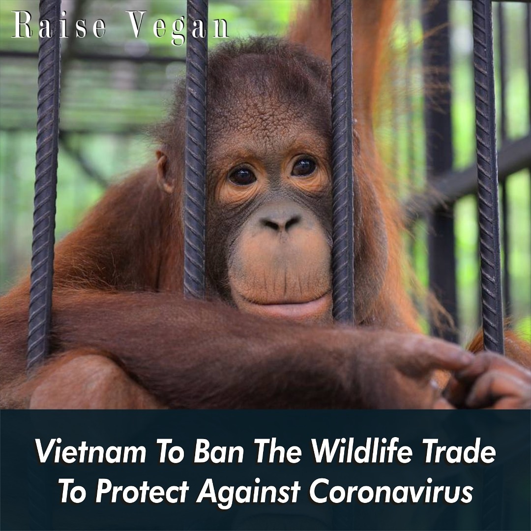 Article by @RaiseVegan

Vietnam is set to follow in China’s footsteps and ban the trade and consumption of wildlife in the country.

#Coronavirus #Vegan #CrueltyFree #Animals #AnimalRights #PlantBased #MeatFree