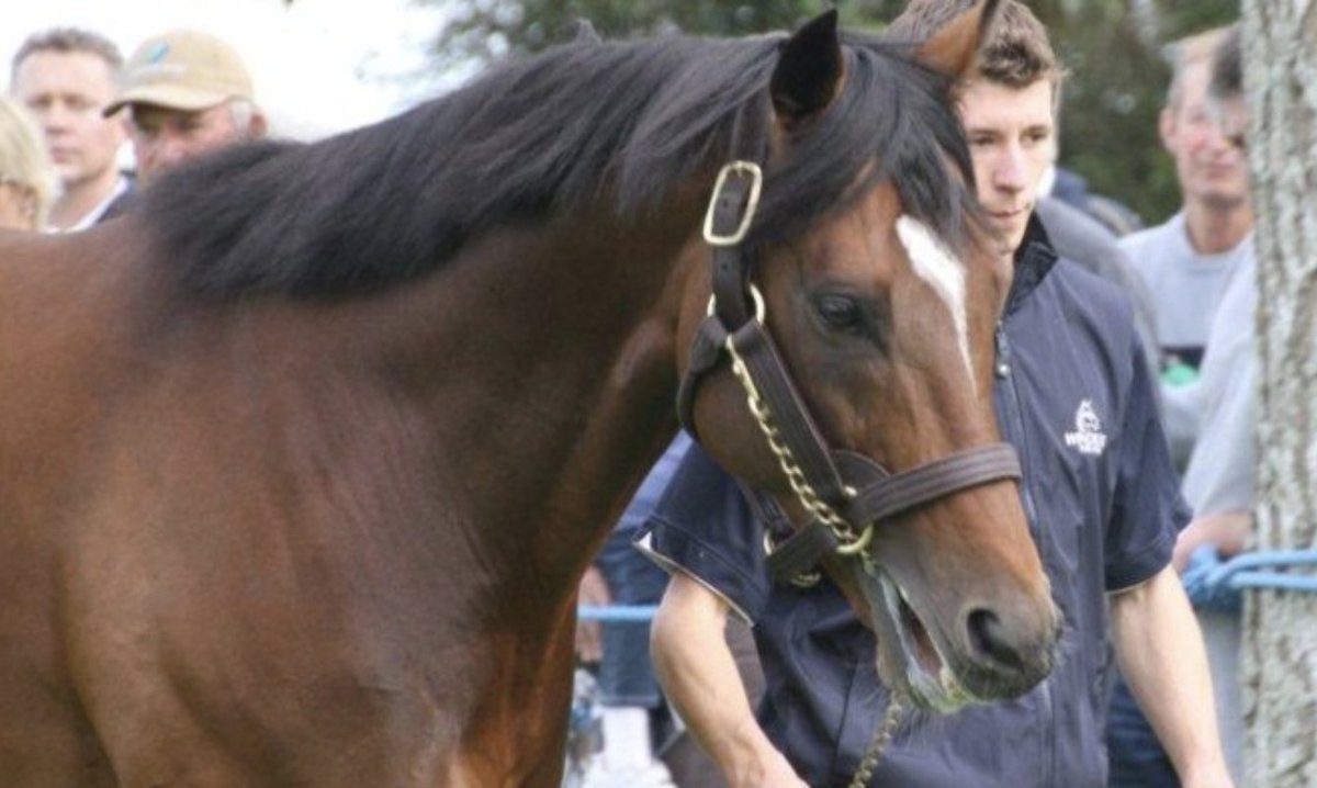 rs_bloodstock's tweet photo. Jennifer Eccles lands Saturday's New Zealand Oaks becoming the 2nd Gr 1 winner for her Windsor Park-based sire Rip Van Winkle, his first being Te Akau Shark; 

https://t.co/5GxQCzm7Is https://t.co/MGGLSeCUyG