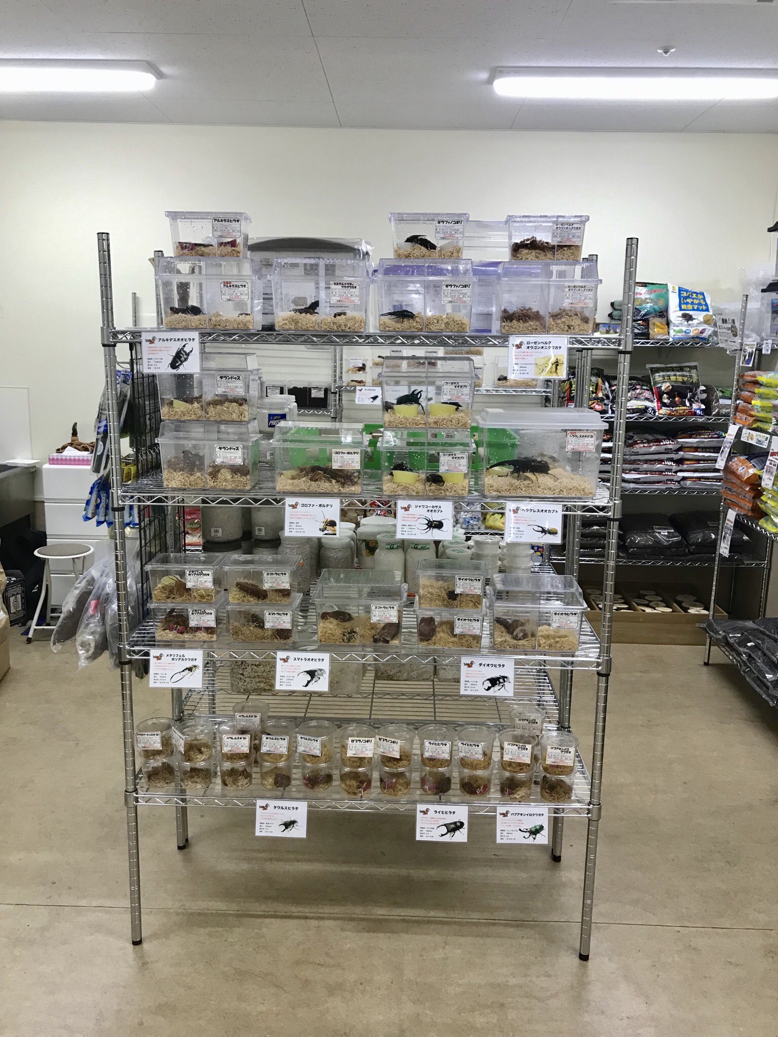 ランバージャック横浜店 おはようございます ランバージャック横浜店を担当させていただきますkeitaです 飼育用品 生体共に販売を開始していますので 是非覗きに来てください 沢山のお客様とお話しできることを楽しみにしています ご来店お待ちし ランバージャック横浜店 おはようございます ランバージャック横浜店を担当させていただきますkeitaです 飼育用品 生体共に販売を開始していますので 是非覗きに来てください 沢山のお客様とお話しできることを楽しみにしています ご来店お待ちし