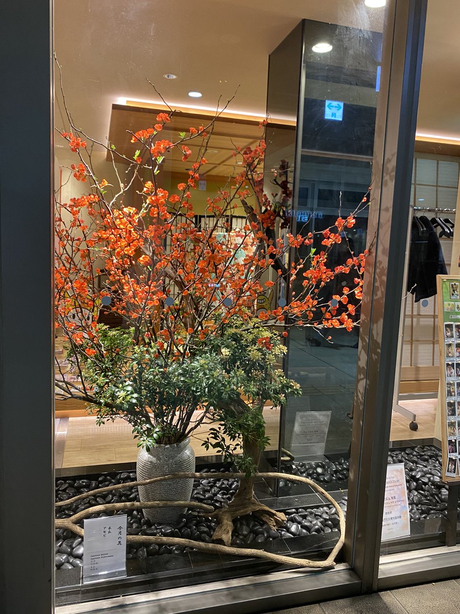 Florist花秀 先日いけこみをした木瓜が綺麗に咲いてきました 京急蒲田駅２階コンコースにある大田区観光情報センターで見頃を迎えております 大田区 蒲田 花屋 花秀 いけこみ 木瓜 大田区観光情報センター