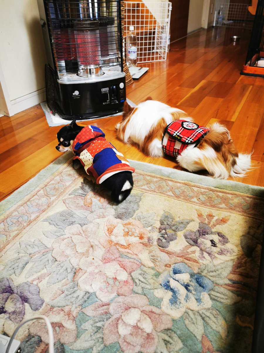 むーさん 雑多垢 今日はちょっと寒くなったのでストーブつけたら 2人揃ってストーブの前に陣取ってます 笑 チワワ スムースコートチワワ ロングコートチワワ 犬好きさんと繋がりたい チワワ好きさんと繋がりたい 動物好きさんと繋がりたい いぬのき