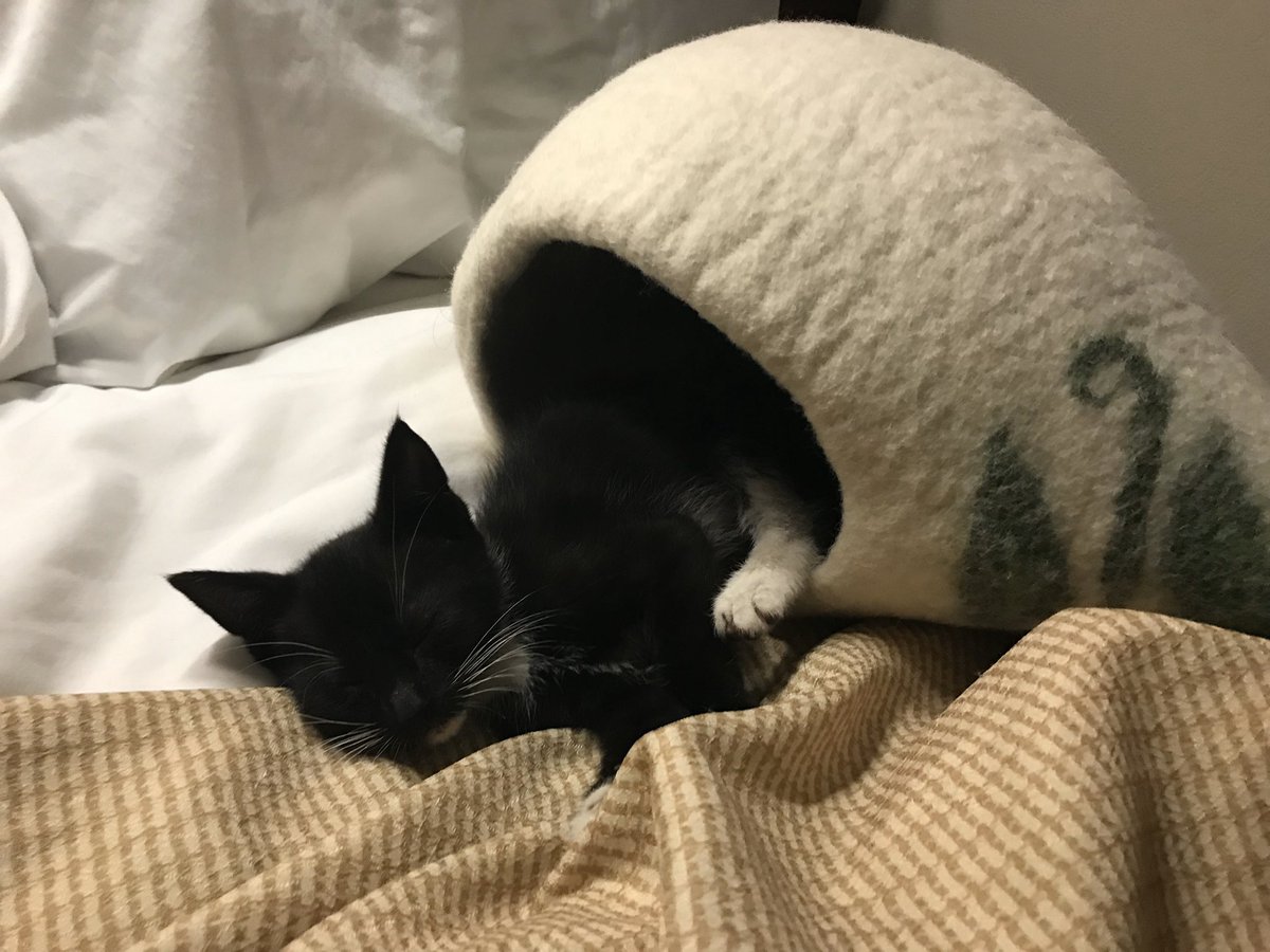 Stakselrod's tweet photo. If you’re having a rough day, here’s some #GrittyKitty content to hopefully cheer you up some. All pictures taken during ECDX, the first weekend we spent together. https://t.co/CHouOJioAX