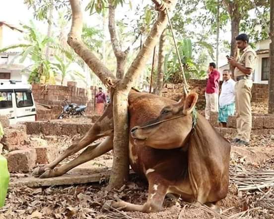 VVR_Krish's tweet photo. பசுவை கட்டிவைத்து நீர் ஆகாரம் எதுவுமின்றி இரண்டு நாட்ளாக கற்பழித்த இஸ்லாமிய இளைஞன் கேரளாவில் கைது... #செய்தி https://t.co/Z9IKcpMZIy