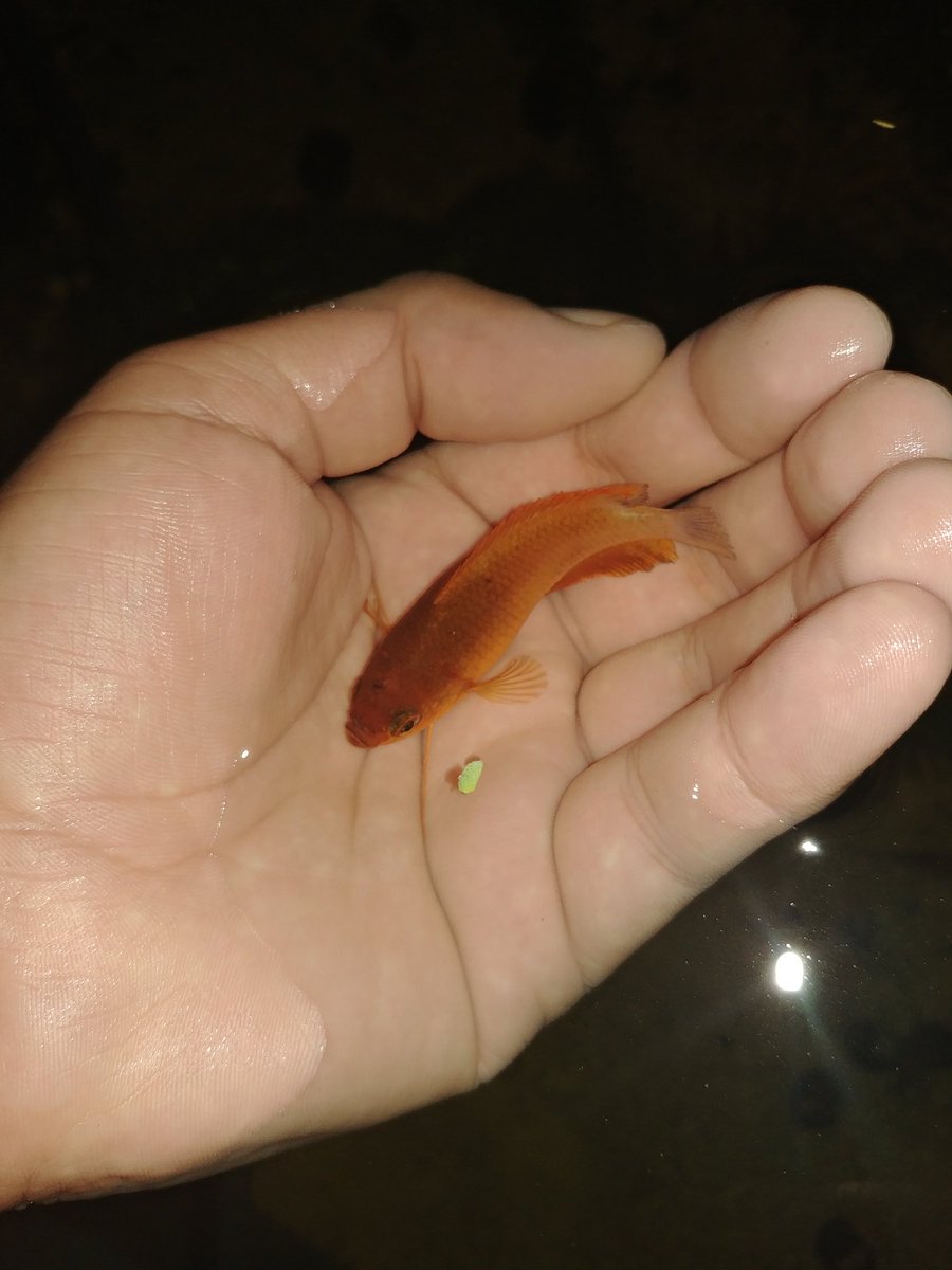 misael_duarte's tweet image. #fishtanklife #peixesornamentais #peixeornamental #ornamentalfish #gardenpond #pondfish #pond #fishponds #fishpond #pondfishing #aquarismo #aquariophilie #aquariofilia #aquario #aquarios #peixes #peixe #fish #fishtank #f4f #l4l #jardimdomisa #mesegue #sdv #follwers #folloback