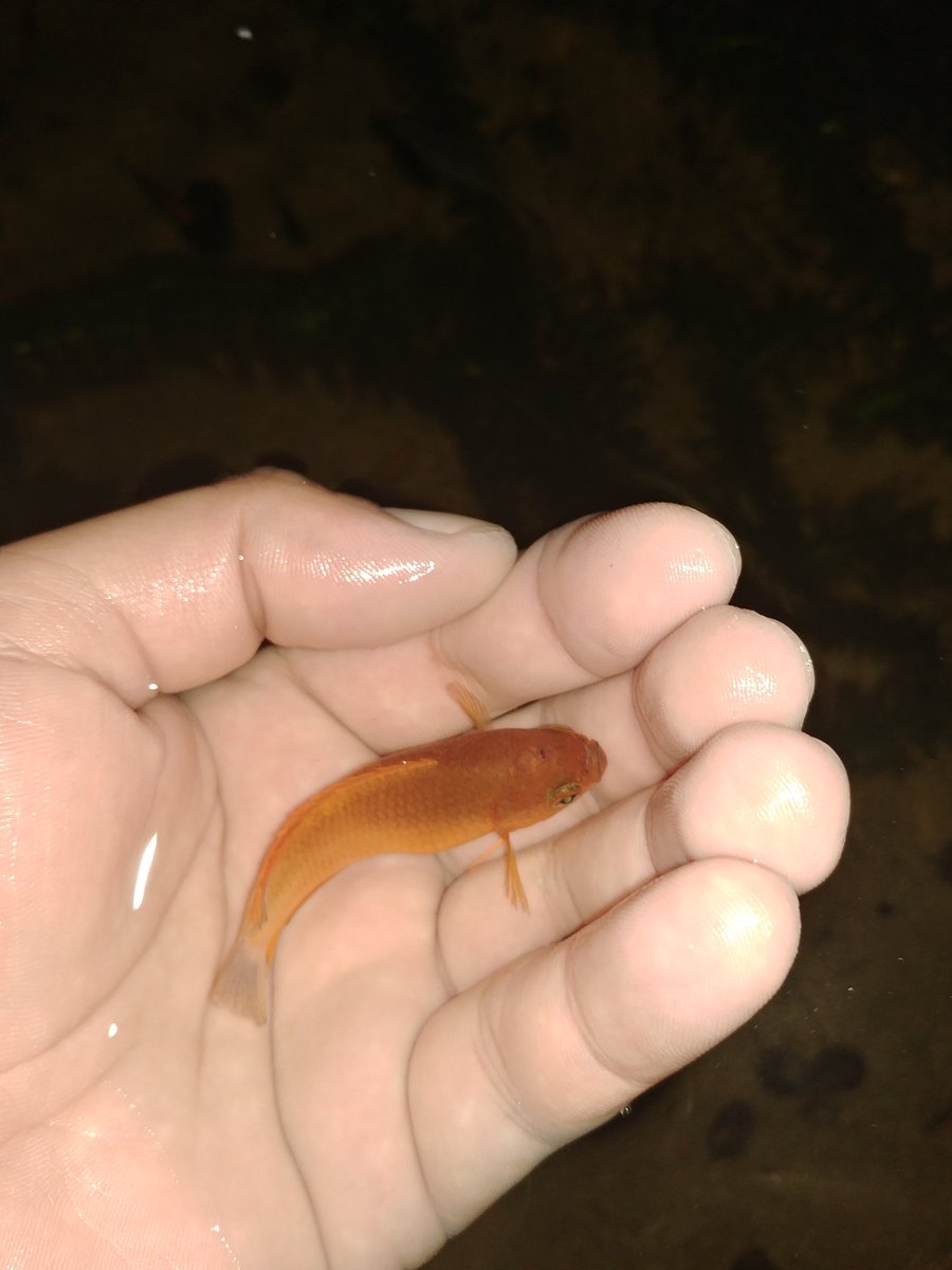 misael_duarte's tweet image. #fishtanklife #peixesornamentais #peixeornamental #ornamentalfish #gardenpond #pondfish #pond #fishponds #fishpond #pondfishing #aquarismo #aquariophilie #aquariofilia #aquario #aquarios #peixes #peixe #fish #fishtank #f4f #l4l #jardimdomisa #mesegue #sdv #follwers #folloback