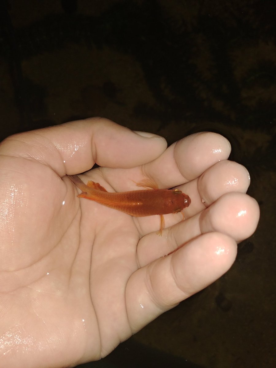 misael_duarte's tweet image. #fishtanklife #peixesornamentais #peixeornamental #ornamentalfish #gardenpond #pondfish #pond #fishponds #fishpond #pondfishing #aquarismo #aquariophilie #aquariofilia #aquario #aquarios #peixes #peixe #fish #fishtank #f4f #l4l #jardimdomisa #mesegue #sdv #follwers #folloback