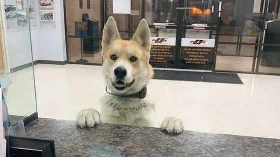 飼い犬が脱走した結果？自分で警察署に出頭したwww
