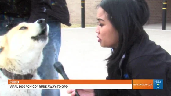 飼い犬が脱走した結果？自分で警察署に出頭したwww