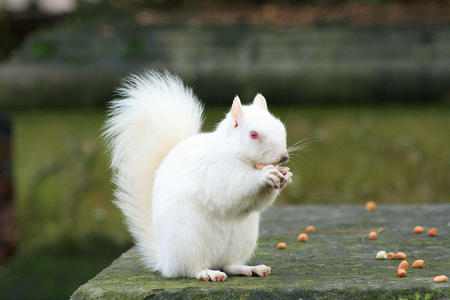 Did you know there is even a white version of some animals? It looks so beautiful! The nature is pretty inspiring!!! white crows, white peacock, giraffe and squirrel! 

🤍🤍🤍🤍🤍

#animals #colors #nature #whiteanimals #inspiring