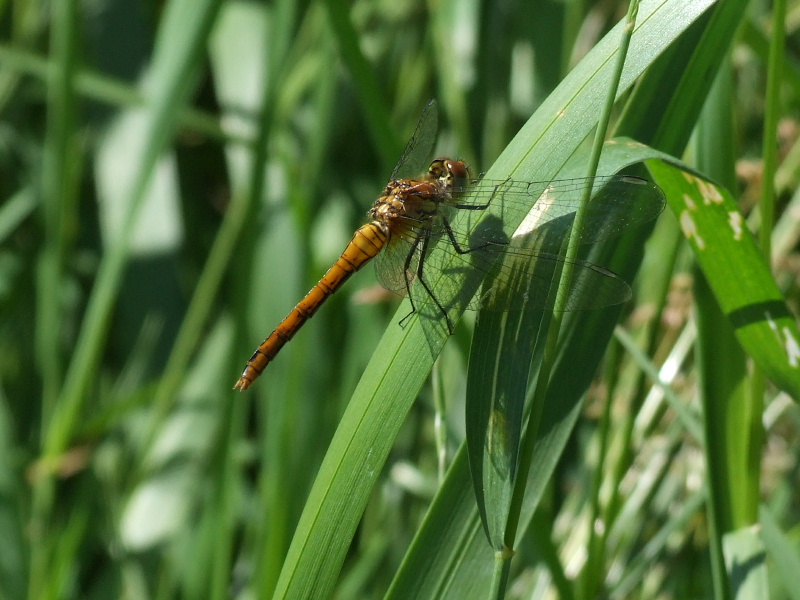 Dag 14 van #libellente: bloedrode heidelibel (Sympetrum sanguineum).