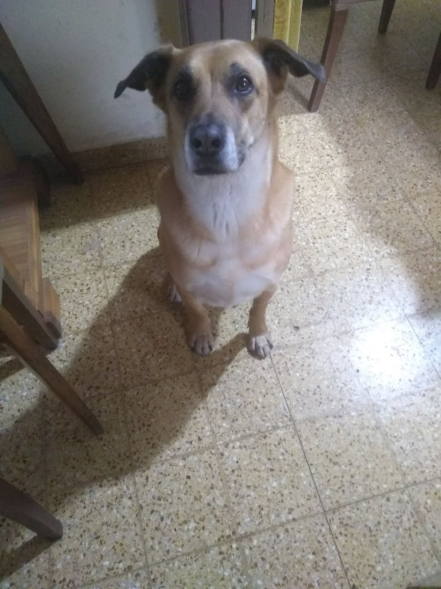 RubenBere's tweet photo. Siempre vas a estar en lo + profundo d nuestros corazones, el mimado d la familia. El amor q nos diste no tiene dimensión, el d nieto, el d hijo. Besos y abrazos al cielo mí amado #Roquito 🐶💔@unatalmariss hermosas palabras, gracias x darle tanto amor en tan poco tiempo, te ama https://t.co/5j9DZC0iK7