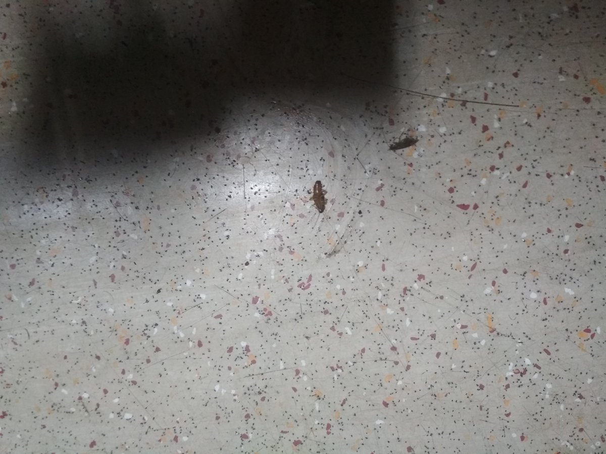 TheRaviKP's tweet photo. @RailwaySeva @PiyushGoyal @PiyushGoyalOffc 
Train no- 01663 DWR HBJ EXP
I am traveling in HA1 Coach and there are lots of cockroach in HA1
and it is most unhygienic coach seems too. The berth are not clean please make some efforts we have to travel a long. #IndianRailways # https://t.co/IlmL7A2OS7