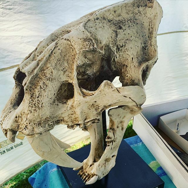 Saber Tooth Cat skull replica...
The thing’s you see 🤔 .
#sabertooth ift.tt/2IOnB3C