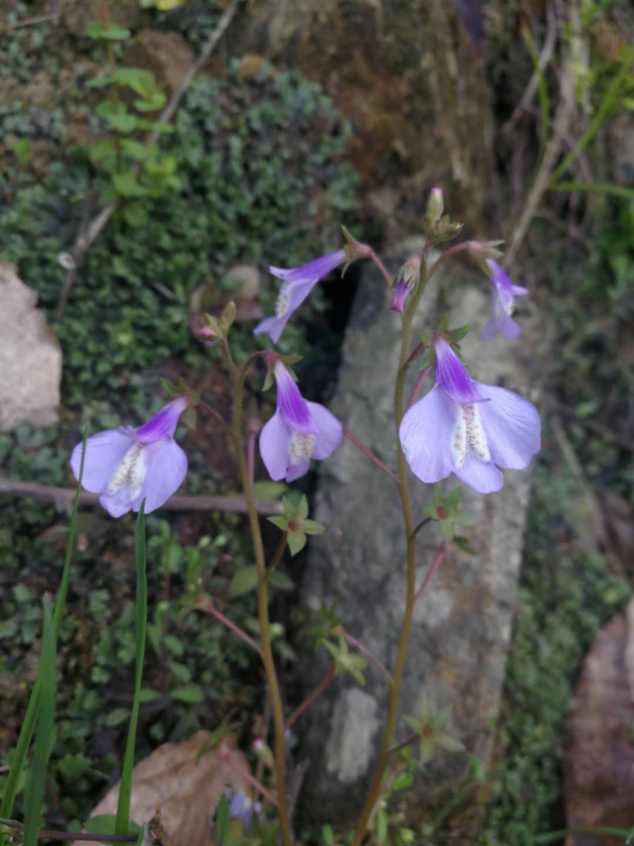 AcupspringTea's tweet photo. spring is coming https://t.co/HW4JYRyVHT