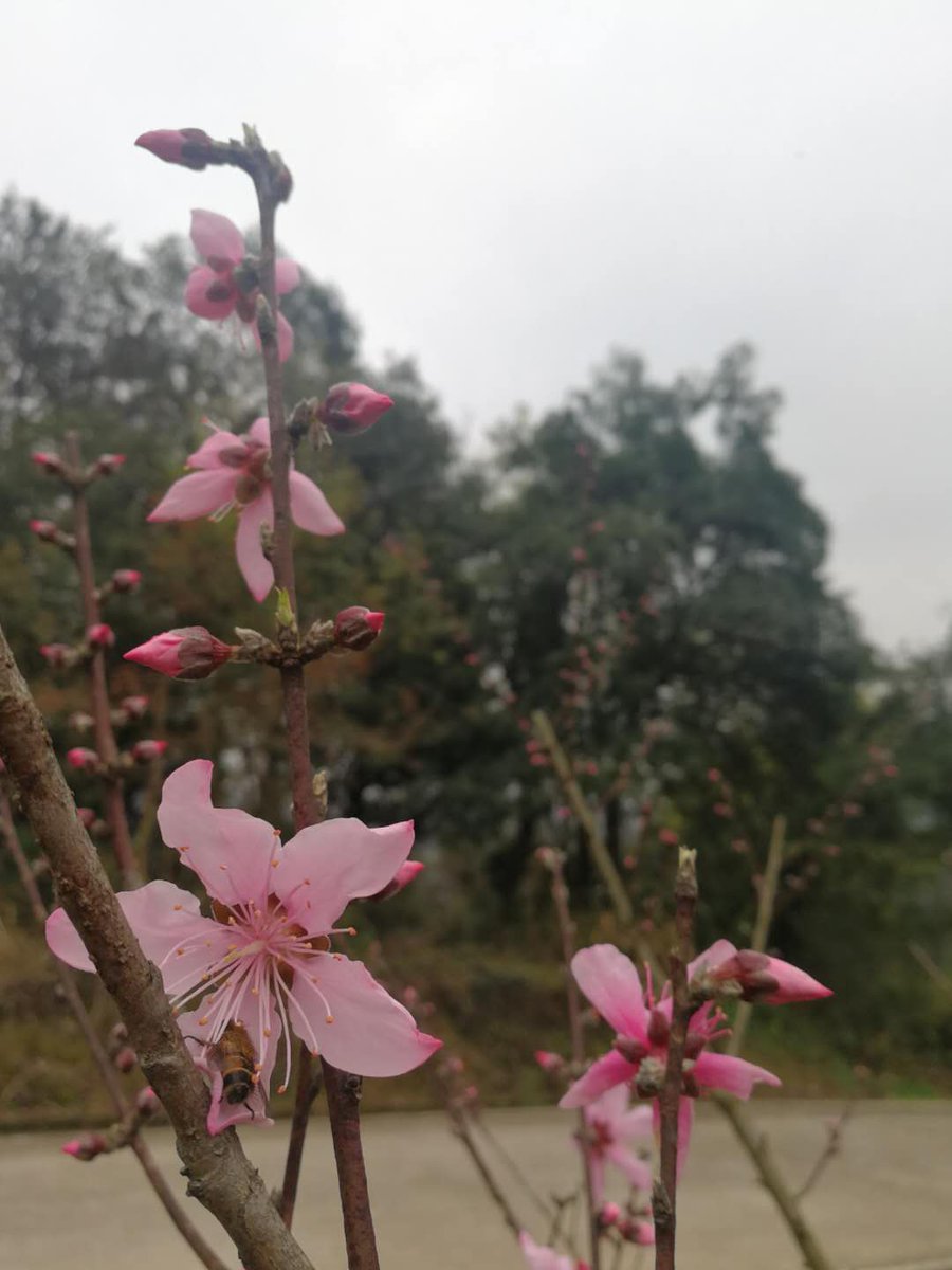 AcupspringTea's tweet photo. spring is coming https://t.co/HW4JYRyVHT
