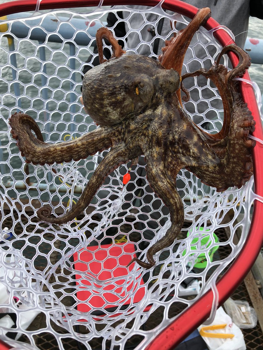 Tiha Gsr600 ブラクリ仕掛けでタコを釣った男 大黒海釣り施設