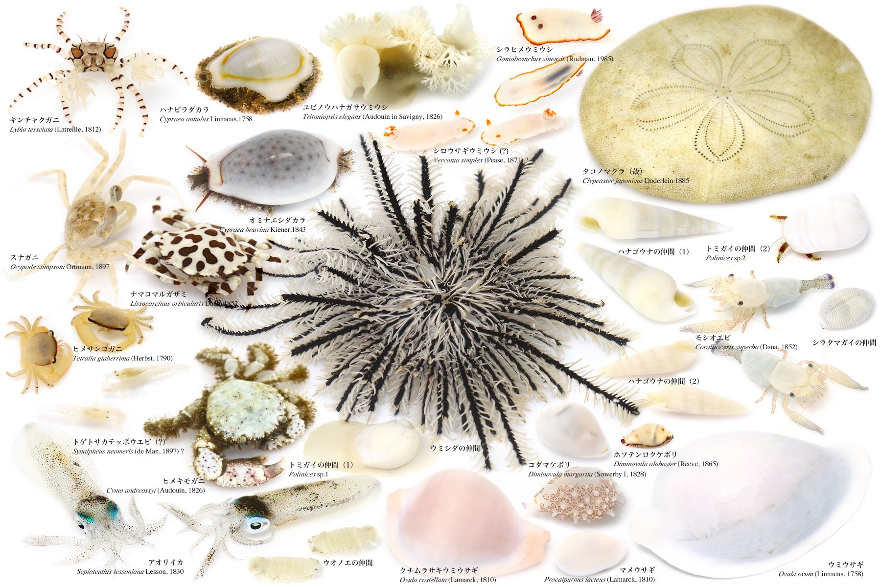 ゆうじ ホワイトデーなので白い画像を貼る 磯で見つけた白い生き物 まとめ 本当は昨日貼れたら良かったんだけど1日遅れで 磯には探せば白い生き物がたくさんいるんだけど 真っ白な被写体は白バック写真の苦手な分野で 技術的に上手く撮影できないため