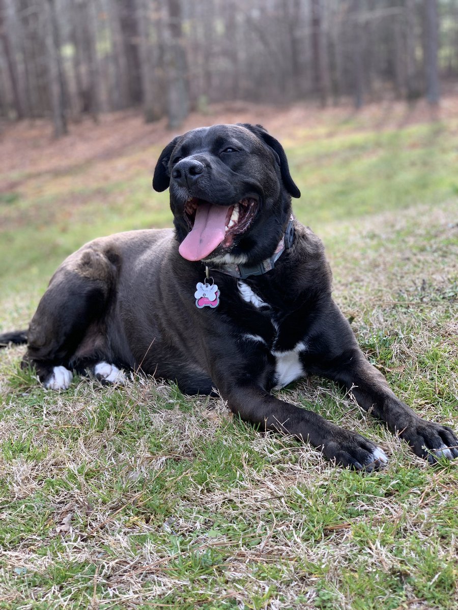 estefaniabennet's tweet photo. @hunterwalk Hi from Bella! 🐶 https://t.co/Zly98kO43u