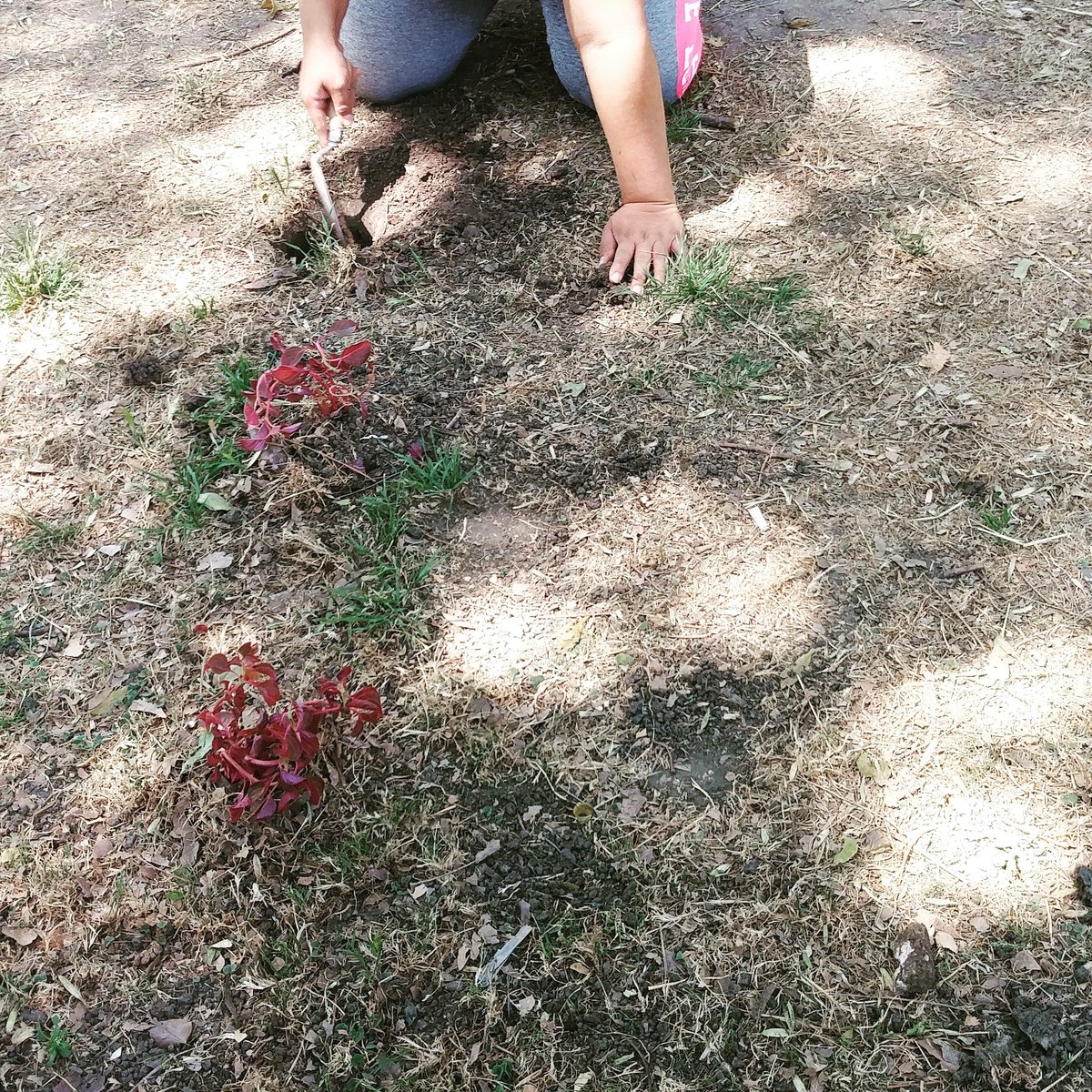 AJ_VCarranza's tweet photo. Hoy se llevó a cabo la #MegaReforestación 🌳 para conmemorar los 33 años de @AJ_CDMX.
Los juveniles de VC estamos convencidos que el cambio inicia #SembrandoEsperanza 🌱💙 con acciones que transformen para un mejor medio ambiente 🌎
#TransformandoVCarranza
#SiHayDeOtra 💯 https://t.co/S1qcjB67ry