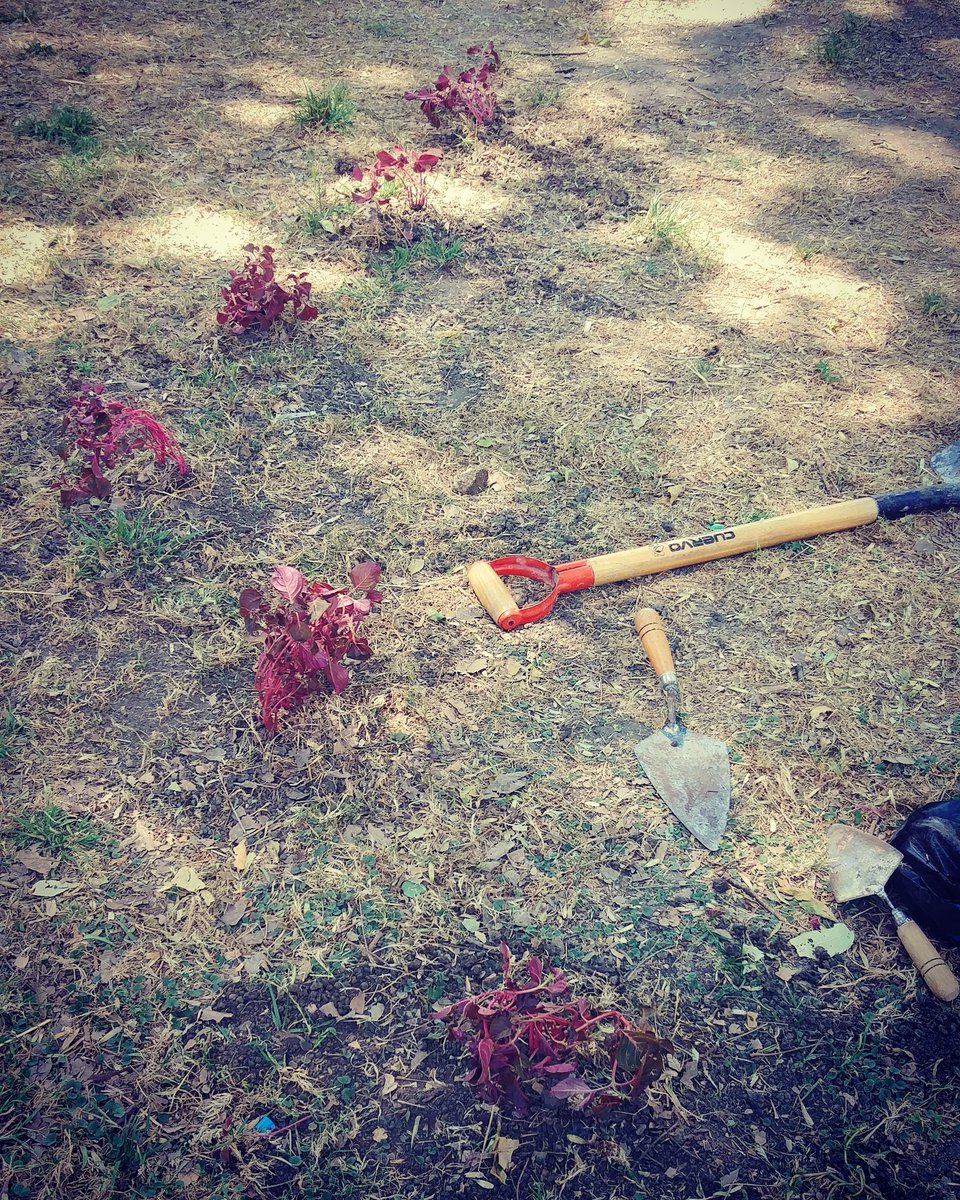 AJ_VCarranza's tweet photo. Hoy se llevó a cabo la #MegaReforestación 🌳 para conmemorar los 33 años de @AJ_CDMX.
Los juveniles de VC estamos convencidos que el cambio inicia #SembrandoEsperanza 🌱💙 con acciones que transformen para un mejor medio ambiente 🌎
#TransformandoVCarranza
#SiHayDeOtra 💯 https://t.co/S1qcjB67ry