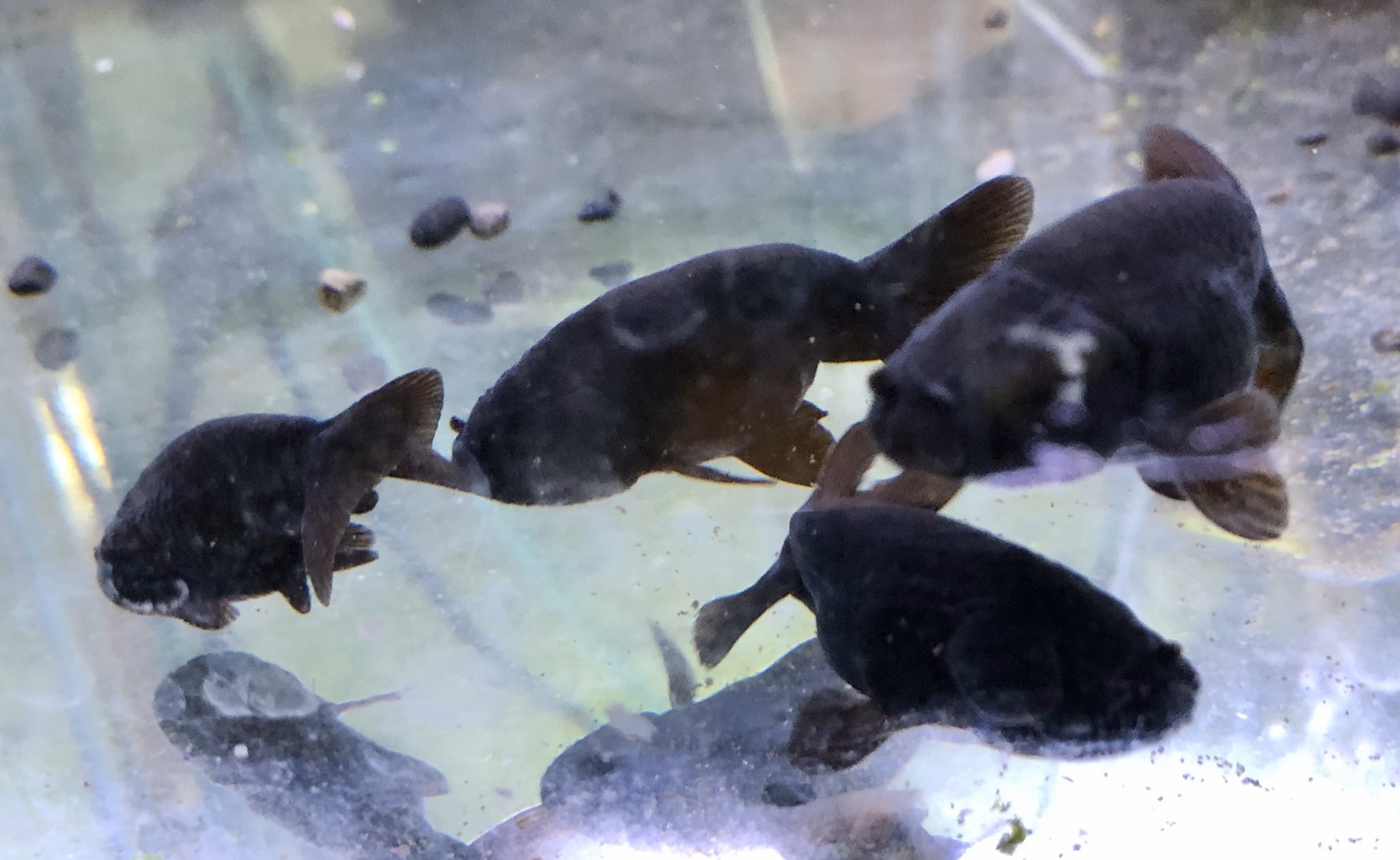熱帯魚 加藤商店 ピンポンパール 黒ランチュウ コリドラス パンダ オトシンクルス コリドラス ジュリーlサイズ プラティsサイズ ラミノーズテトラ 白 赤 黒 コリドラス など 入荷しました T Co W1uzs4t6cd Twitter