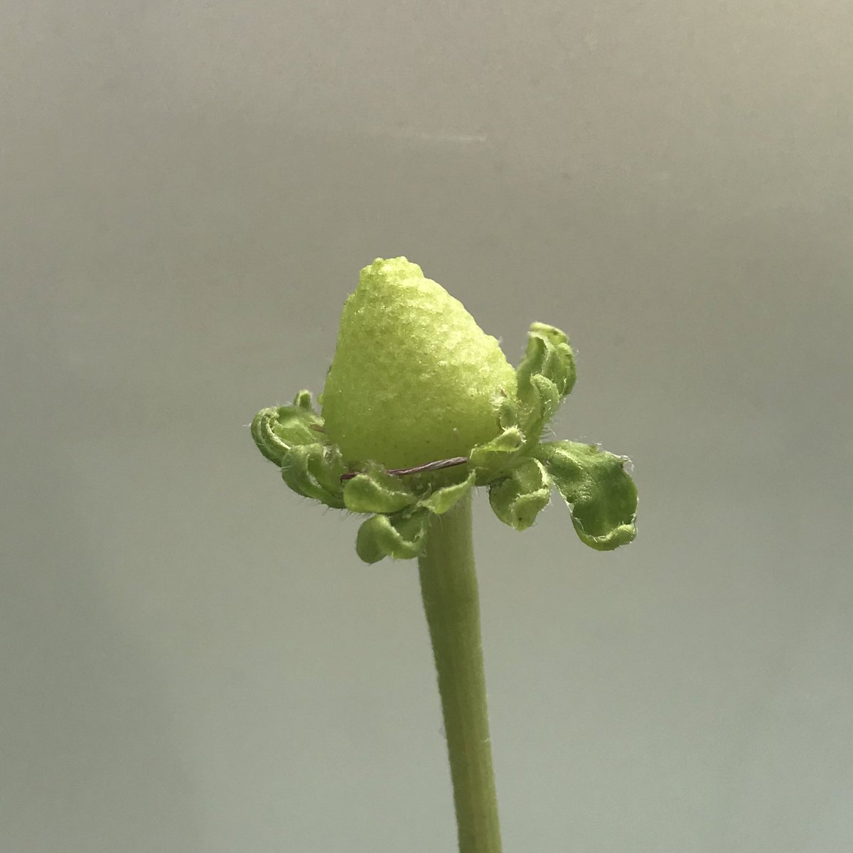 単なる植物好き 花飾る雑貨店店長 Ar Twitter イチゴ じゃなくて デイジーのツボミ でもなくて デイジーの花後 花びら全部落ちたら イチゴみたいな形でした タネとか出来たりするのかな ワクワク 単なる植物好き 花飾る雑貨店店長 Ar Twitter イチゴ じゃなくて デイジーのツボミ でもなくて デイジーの花後 花びら全部落ちたら イチゴみたいな形でした タネとか出来たりするのかな ワクワク
