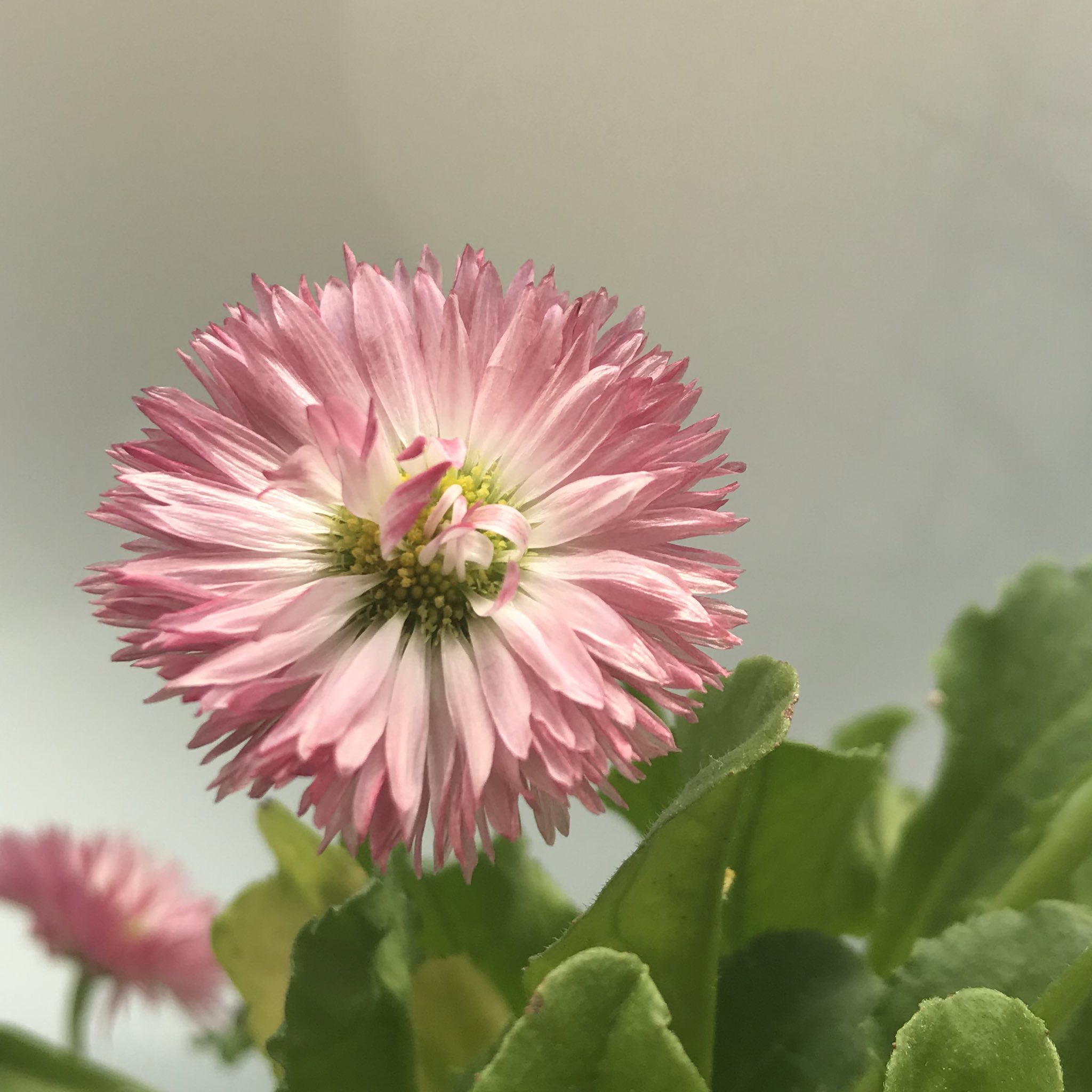 単なる植物好き 花飾る雑貨店店長 イチゴ じゃなくて デイジーのツボミ でもなくて デイジーの花後 花びら全部落ちたら イチゴみたいな形でした タネとか出来たりするのかな ワクワク 単なる植物好き 花飾る雑貨店店長 イチゴ じゃなくて デイジーのツボミ でもなくて デイジーの花後 花びら全部落ちたら イチゴみたいな形でした タネとか出来たりするのかな ワクワク