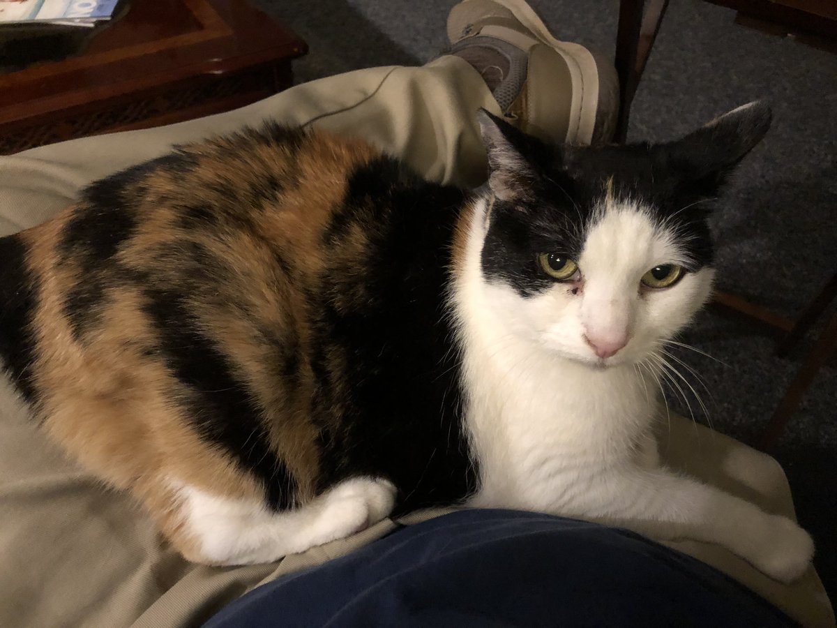 GStephenson_Wx's tweet photo. I am currently “suffering” from the CATVID-2008 virus...   The virus is dormant now but if I push it off my lap it will attack.  #SpectrumNews #Wicket #WeWillBeOK #MaybeNot #MeanLook #AttackCat https://t.co/87GY77SApe