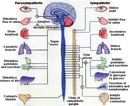 Sympathetic & Parasympathetic Nervous System.