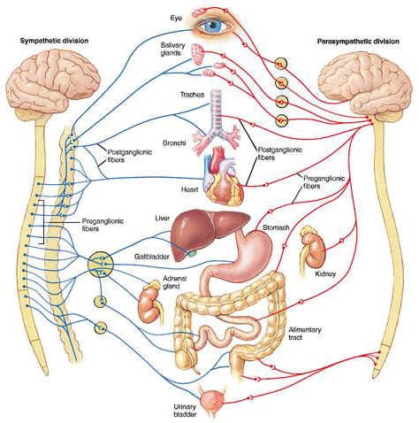 Sympathetic & Parasympathetic Nervous System.