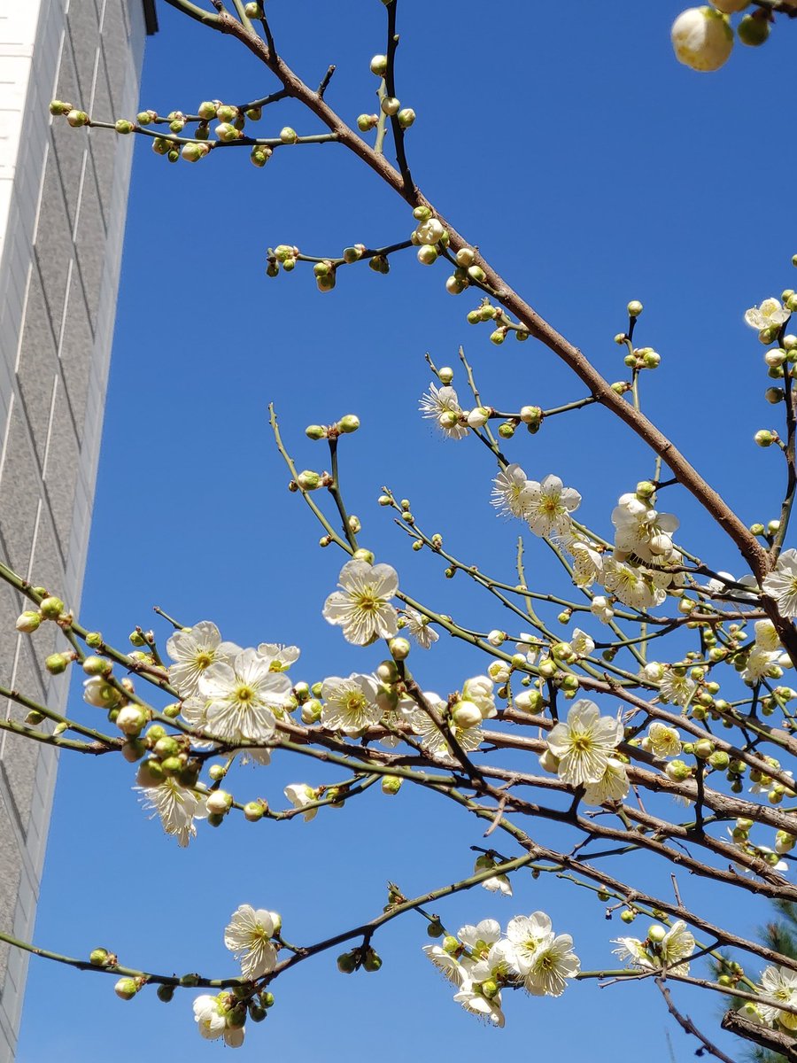 nutcracker120's tweet image. 같은 매화인데 하늘을 도화지로 하니 다르게 연출되네요 ~♡ 
좋은 날이 빨리 오길 소원합니다 ♡