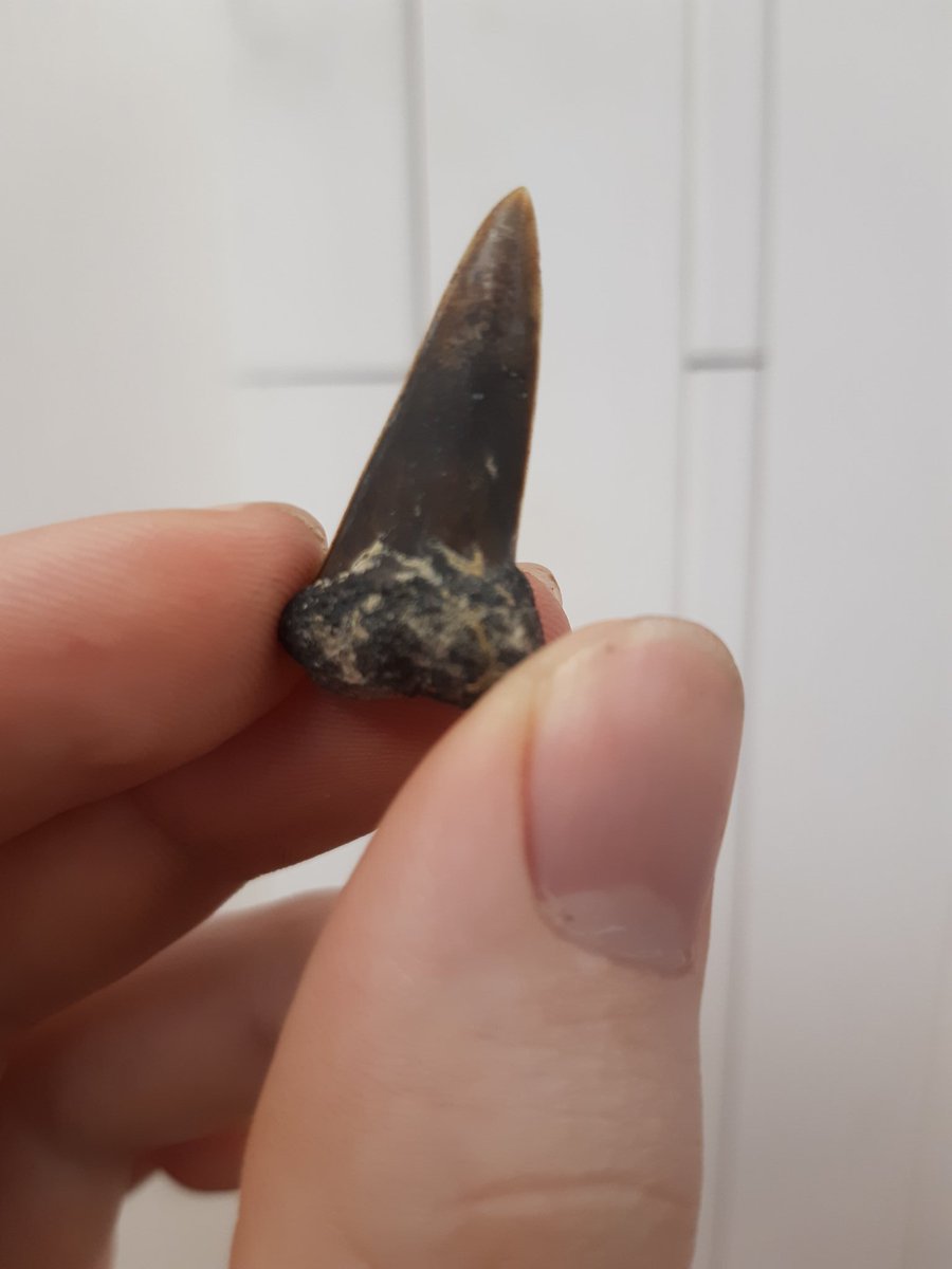 I have no idea what kind of shark this belonged to. But it is cool! It seems to indicate a piscivore with its long non serrated shape but I'm not knowledgable on the topic. #abyss2020