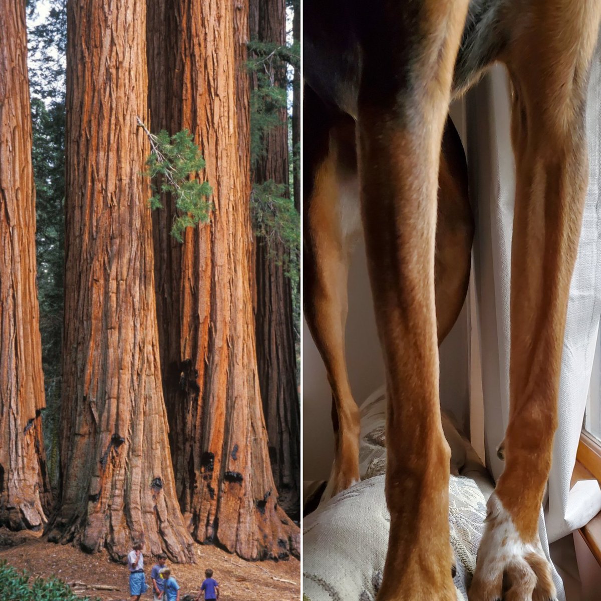 Tegan G. on X: Larry's got legs like tree trunks. Sequoia tree trunks!  😂🌲🐕  / X