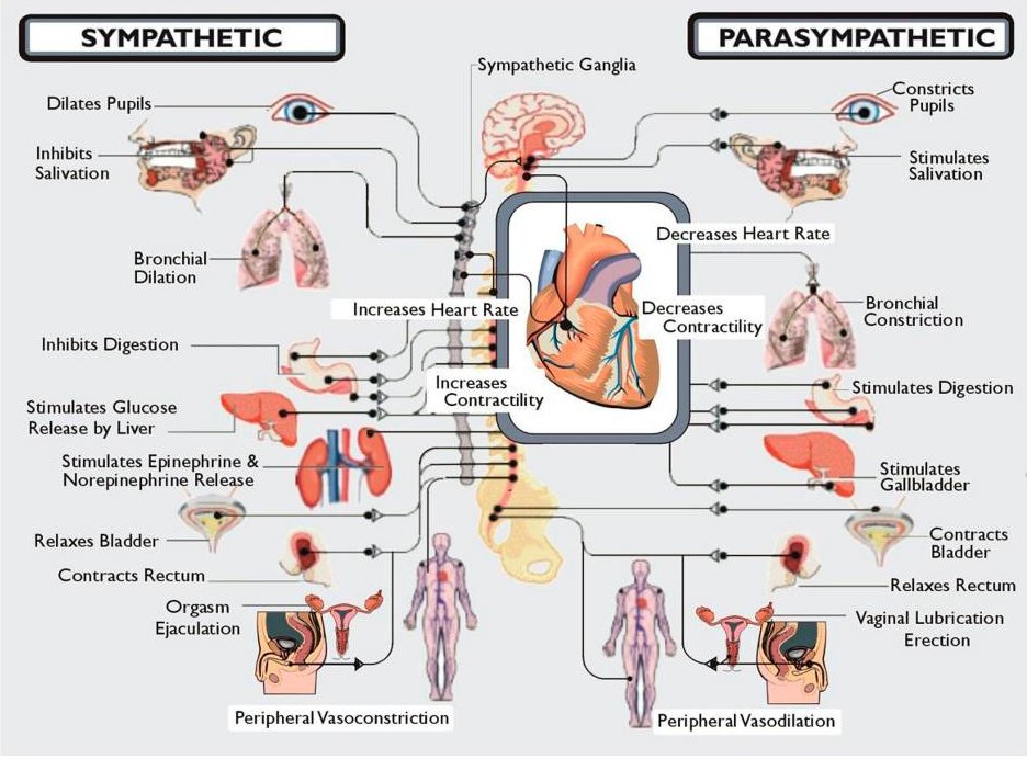 Sympathetic & Parasympathetic Nervous System.