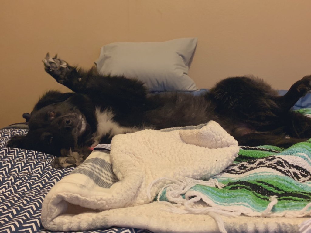 1 of the upsides of this quarantine is that my dog will be surprised everyday that I stood home with her instead of going to work #coronavirus #StayAtHome