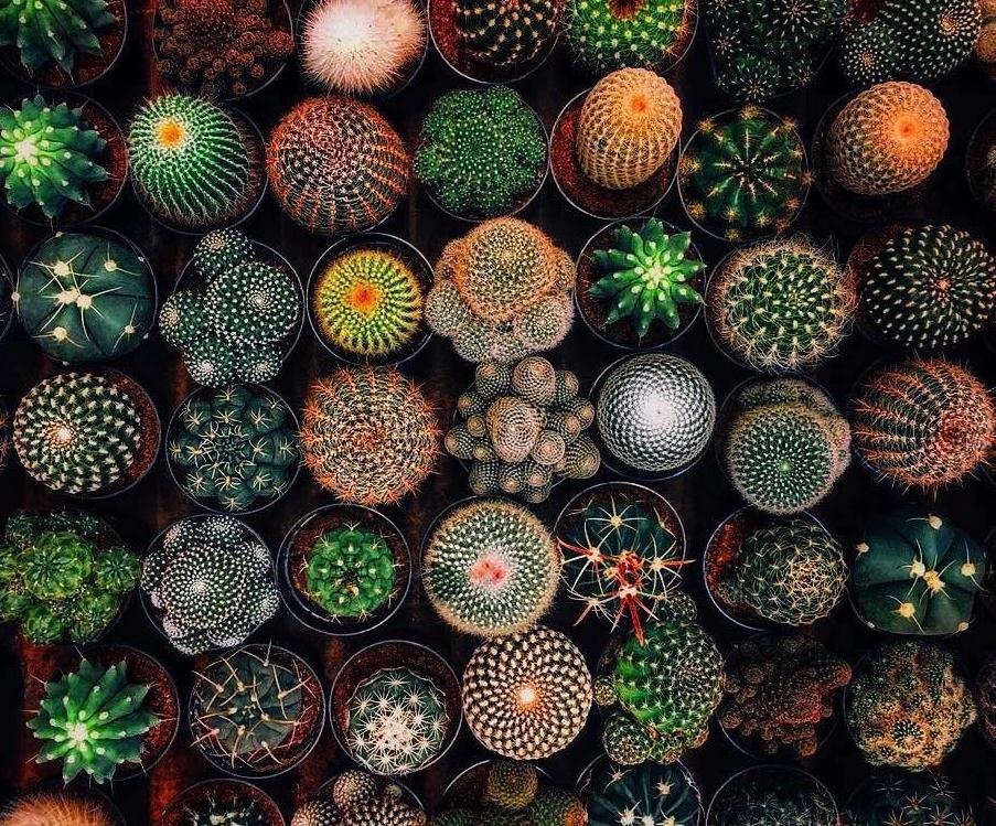 WhoaInteresting's tweet photo. Nature's geometry https://t.co/oIKRrXhp2Q