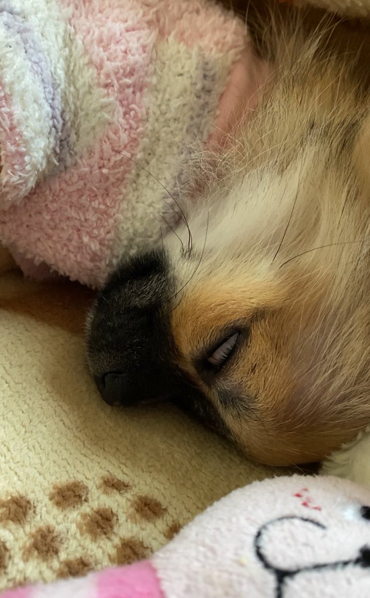 22最新のスタイル 三姉妹犬のママさん専用 洗剤 柔軟剤 Solarchio Com Br