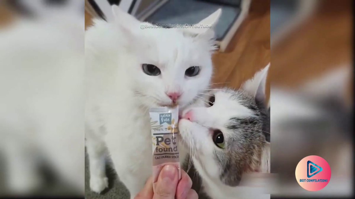 MeowMoeDotCom's tweet photo. Cute Cats and Kittens Doing ...
 
#Cats #Cat #Kittens #Kitten #Kitty #Pets #Pet #Meow #Moe #CuteCats #CuteCat #CuteKittens #CuteKitten #MeowMoe
 
#AnimalsFails #BestCompilations #BestCompilationsOnYoutube #CatsDoingFunnyThings
 
https://t.co/PtJ5zQqhRH
 
. https://t.co/1oCiAz1d56