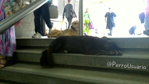 Este comité de puro amor está esperando para desearte un excelente día