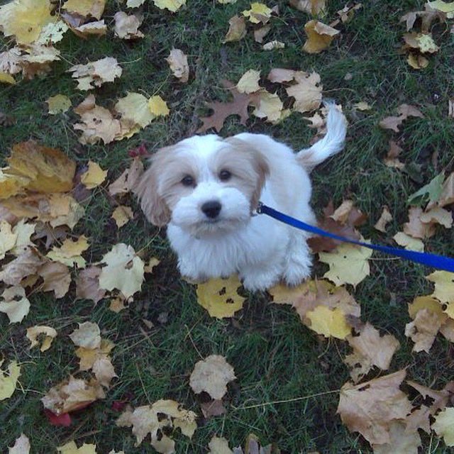 This is Max, my family’s pup