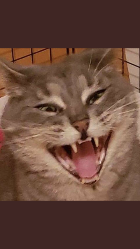 ᒪEᗩTᕼEᖇᖴᗩᑕE (RP!) (@of_brandnewface) on Twitter photo 