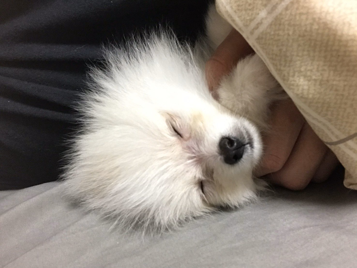 ポメラニアン テオ ぱぱとお昼寝 犬 イッヌ 可愛い犬 犬のいる暮らし 犬のいる生活 可愛い寝姿 赤ちゃん 動物 可愛い動物 ポメラニアン 動物好きな人と繋がりたい 犬好きさんと繋がりたい T Co Ncgvgx0ld0 Twitter