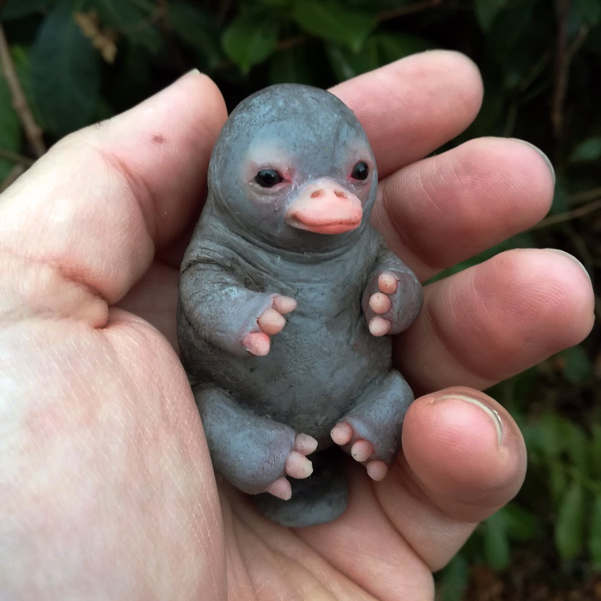 Alex Dunlap 2 Baby Platypuses Burrow Underground With Mother For First Four Months Of Life T Co Qvddczq8sz Alex Dunlap 2 Baby Platypuses Burrow Underground With Mother For First Four Months Of Life T Co Qvddczq8sz