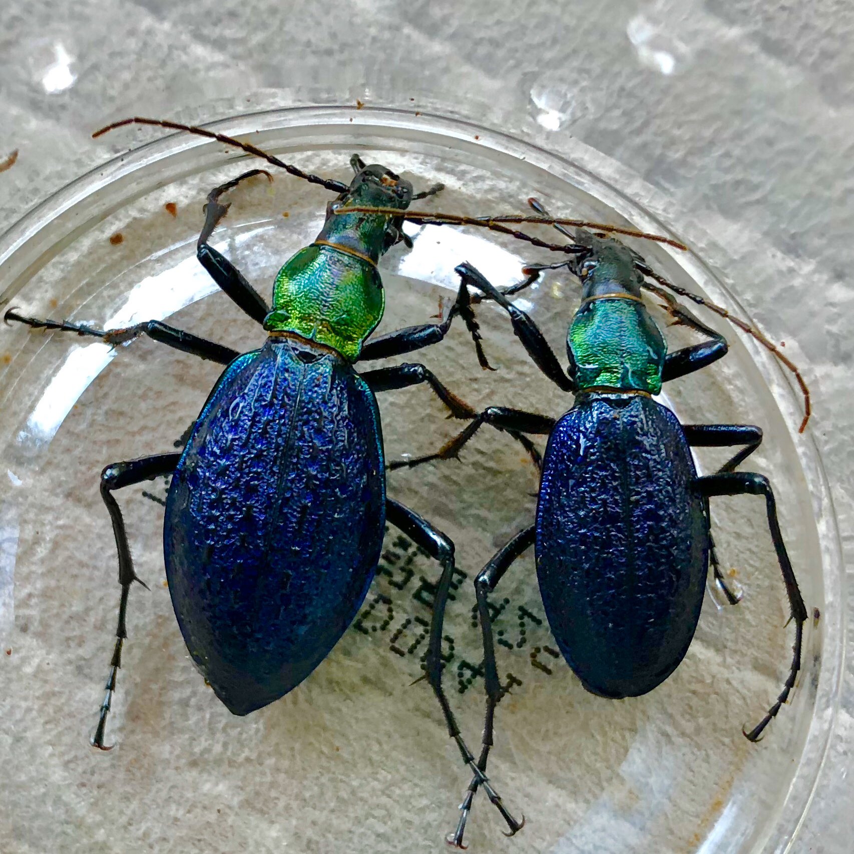 超美麗種 WILD オシマルリオサムシ(オオルリオサムシ渡島半島)(山地