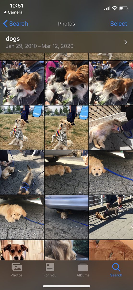 Did you know you can search “dogs” on your iPhone? Apparently I have 1,012 photos of dogs. Here are some of them. I spot  @AliOnTheRun1’s pup!