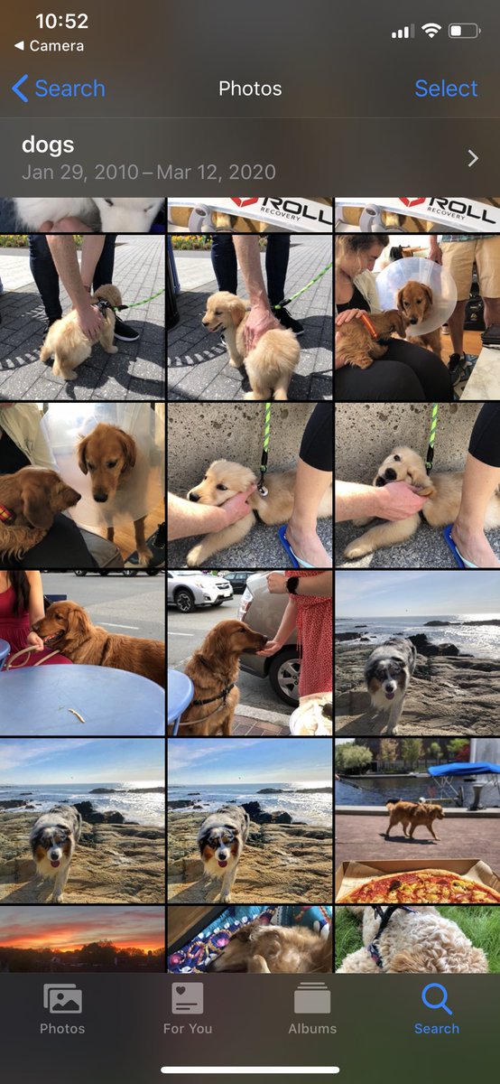 Did you know you can search “dogs” on your iPhone? Apparently I have 1,012 photos of dogs. Here are some of them. I spot  @AliOnTheRun1’s pup!